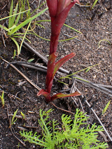 Image of Disa ophrydea by (c) Ren Hoekstra, some rights reserved (CC BY)