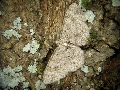 Myrioblephara nanaria