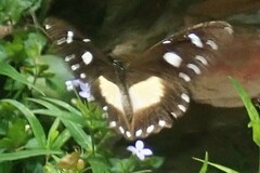 Papilio dardanus