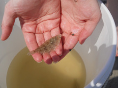 Citharichthys spilopterus