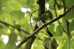 Myiagra ferrocyanea