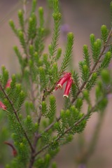 Erica versicolor