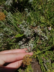 Helichrysum odoratissimum