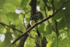 Myiagra ferrocyanea