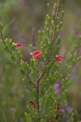 Erica versicolor