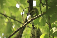 Myiagra ferrocyanea