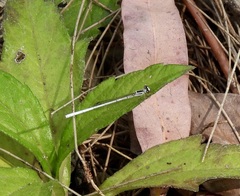 Agriocnemis argentea