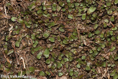 Mannia androgyna