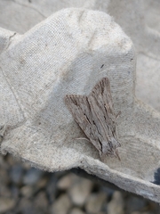 Lithophane leautieri