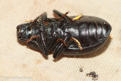 Coelometopus clypeatus