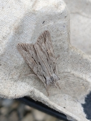 Lithophane leautieri