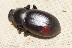 Coelometopus clypeatus