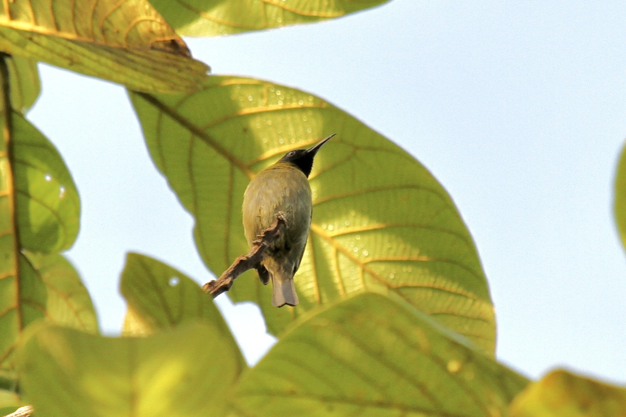 Black-headed Myzomela illustration