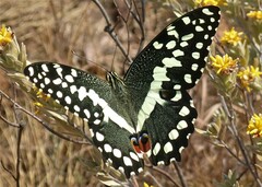 Papilio demodocus demodocus
