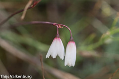 Acis autumnalis
