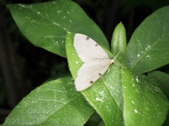 Achrosis paupera