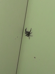 Pseudeuophrys lanigera