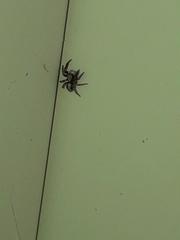 Pseudeuophrys lanigera