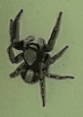 Pseudeuophrys lanigera