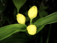 Cephalanthera falcata