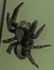 Pseudeuophrys lanigera