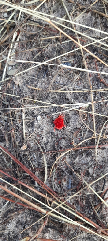 Giant Velvet Mites from Otavi, NA-OD, NA on October 19, 2022 at 05:08 ...