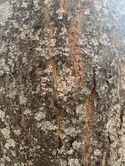 Phaeophyscia orbicularis