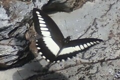 Papilio echerioides