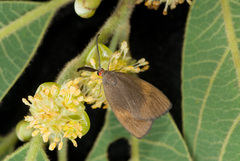 Arbudas bilushenmu