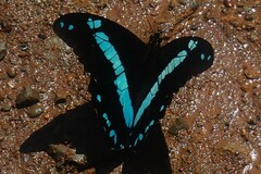 Papilio nireus