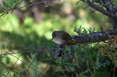 Luscinia megarhynchos