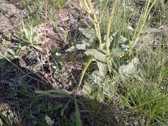 Salvia dumetorum