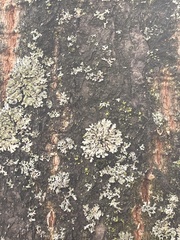 Phaeophyscia orbicularis