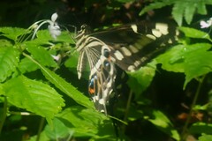 Papilio ophidicephalus