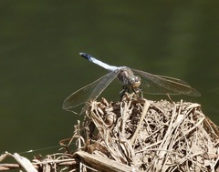 Orthetrum caledonicum