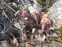 Crassula perforata