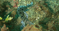 Chromileptes altivelis