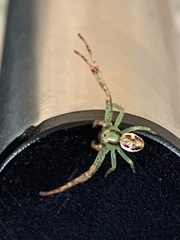 Australomisidia pilula