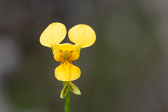 Diuris aurea