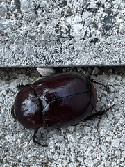 Phyllognathus excavatus