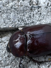 Phyllognathus excavatus