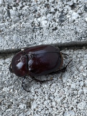Phyllognathus excavatus