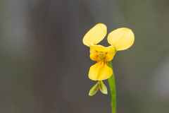 Diuris aurea