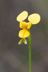 Diuris aurea