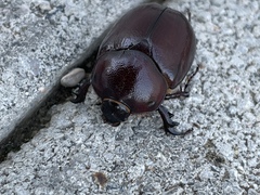 Phyllognathus excavatus
