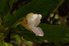 Impatiens polyantha image