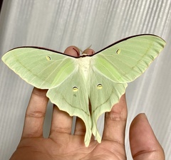 Actias aliena aliena