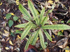 Elaeocarpus dentatus