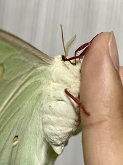 Actias aliena aliena