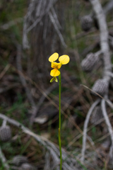 Diuris aurea
